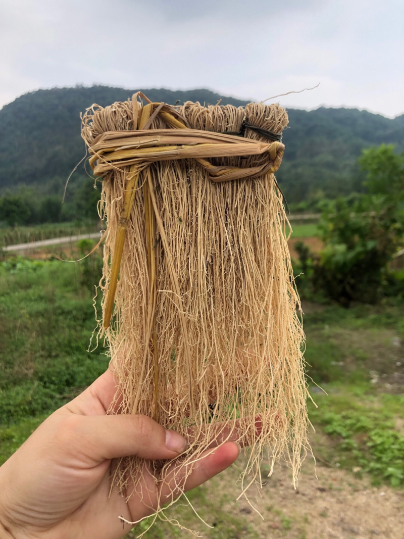 粤北山区养肝草(丝线根）产地直销大量批发