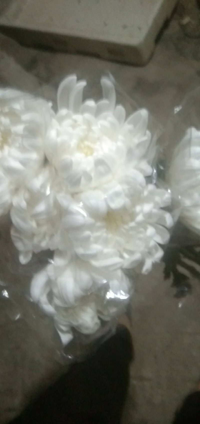 菊花鲜切花