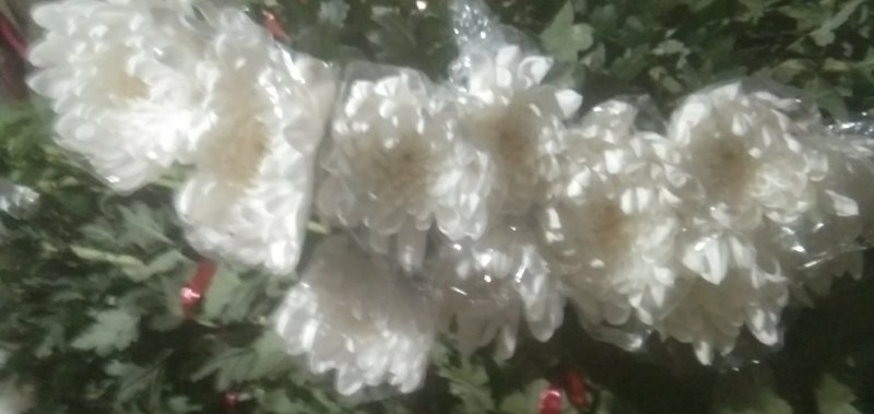 菊花鲜切花