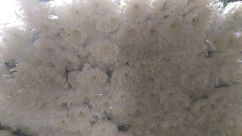 菊花鲜切花