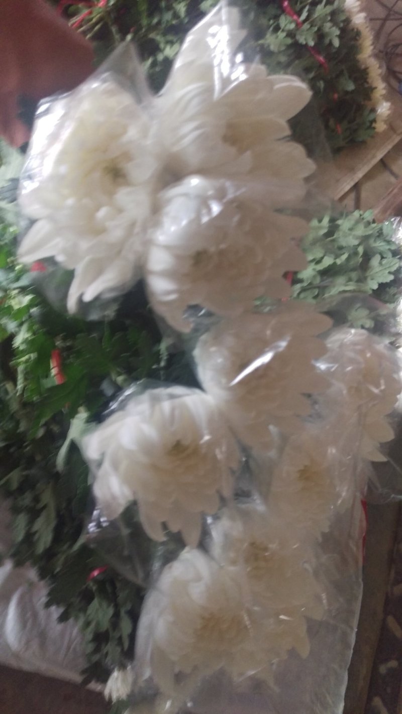 菊花鲜切花