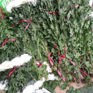 菊花鲜切花