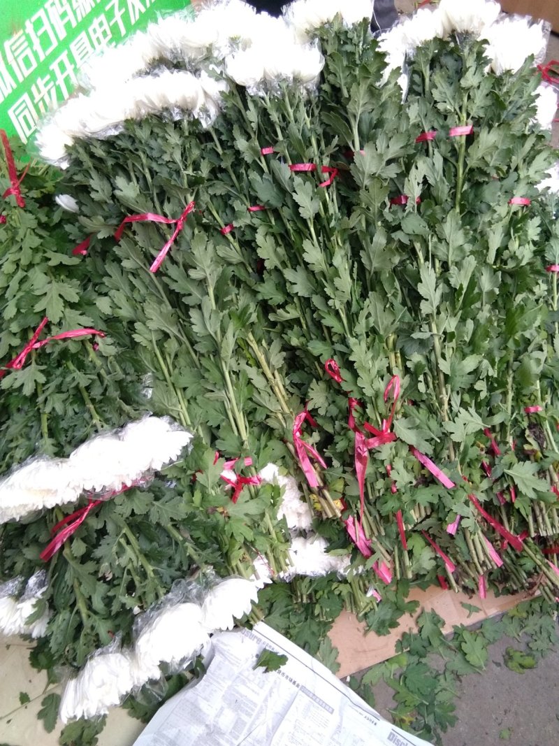 菊花鲜切花
