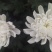 菊花鲜切花