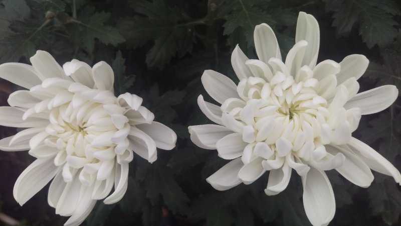 菊花鲜切花