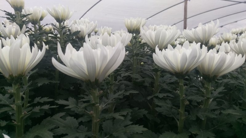 菊花鲜切花