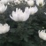 菊花鲜切花