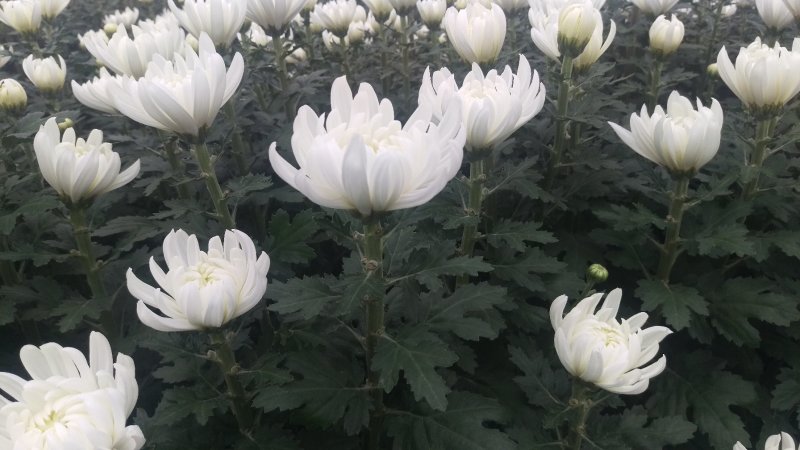 菊花鲜切花