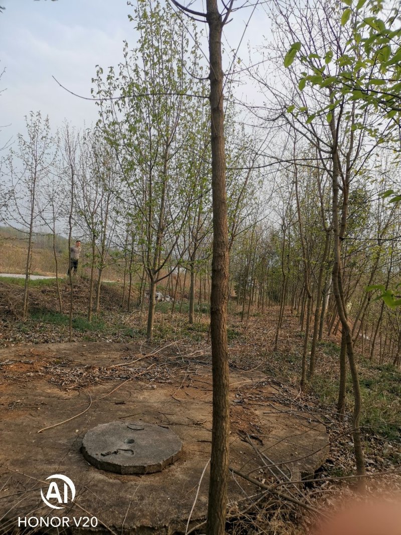 五角枫基地直供，3—10公分各种规格，量大从优，价格美丽