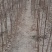 山西杜仲苗，药用杜仲苗，南北方种植基地直发，现货供应