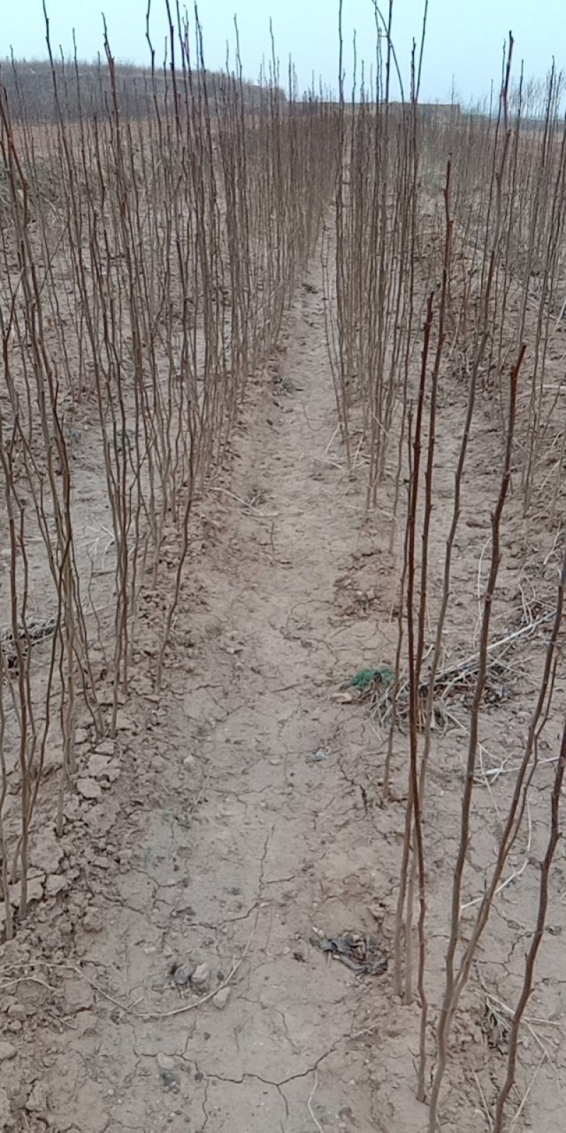 山西杜仲苗，药用杜仲苗，南北方种植基地直发，现货供应