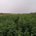 山西杜仲苗，药用杜仲苗，南北方种植基地直发，现货供应