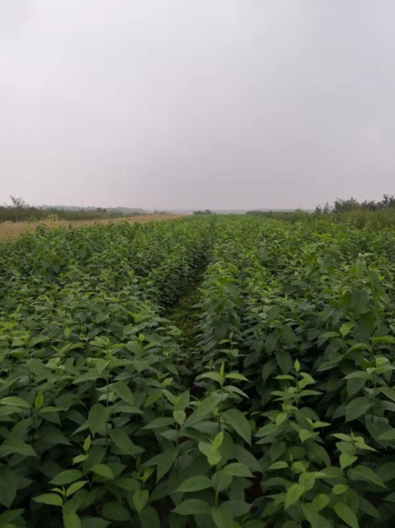 山西杜仲苗，药用杜仲苗，南北方种植基地直发，现货供应