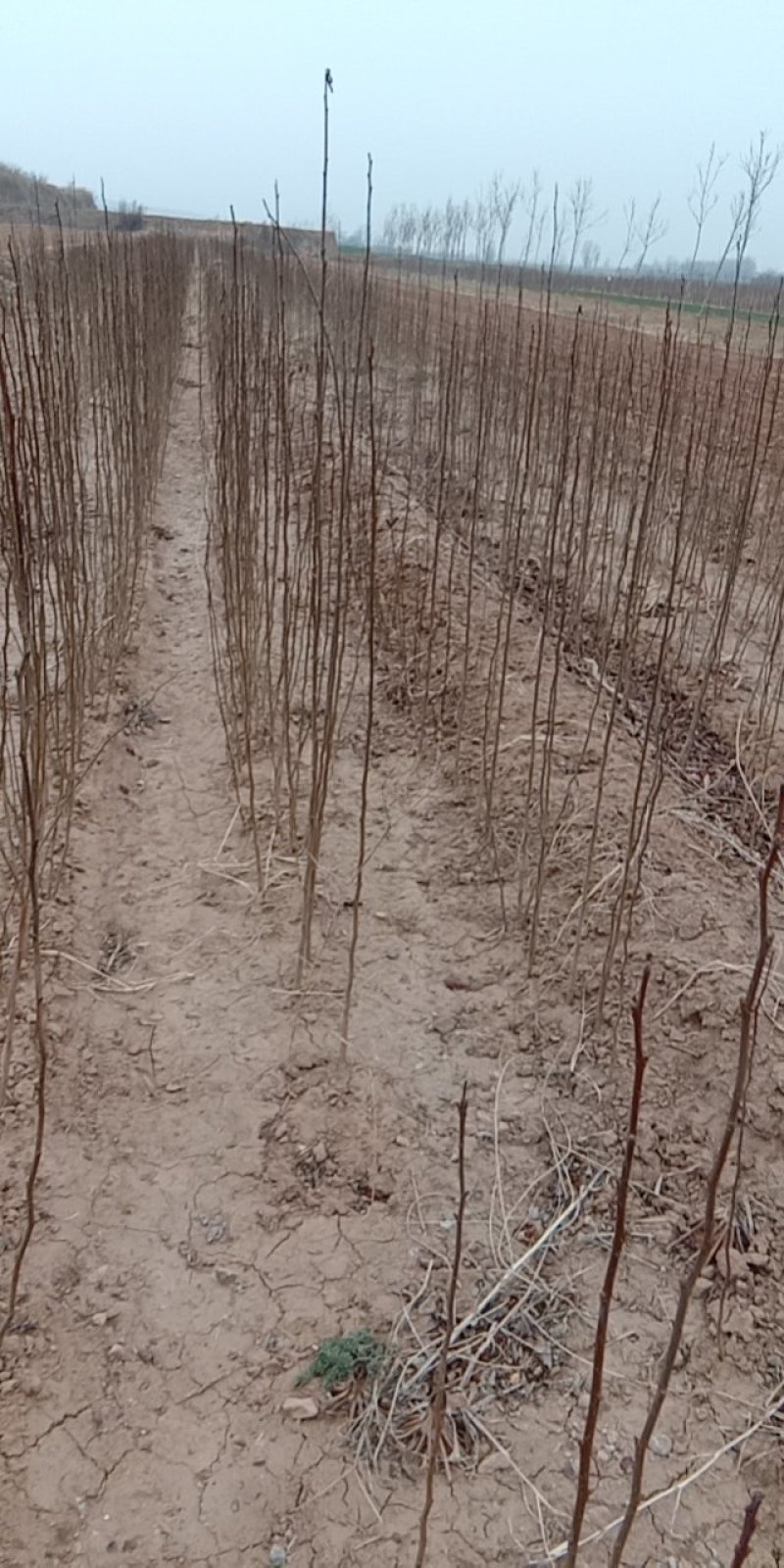 山西杜仲苗，药用杜仲苗，南北方种植基地直发，现货供应