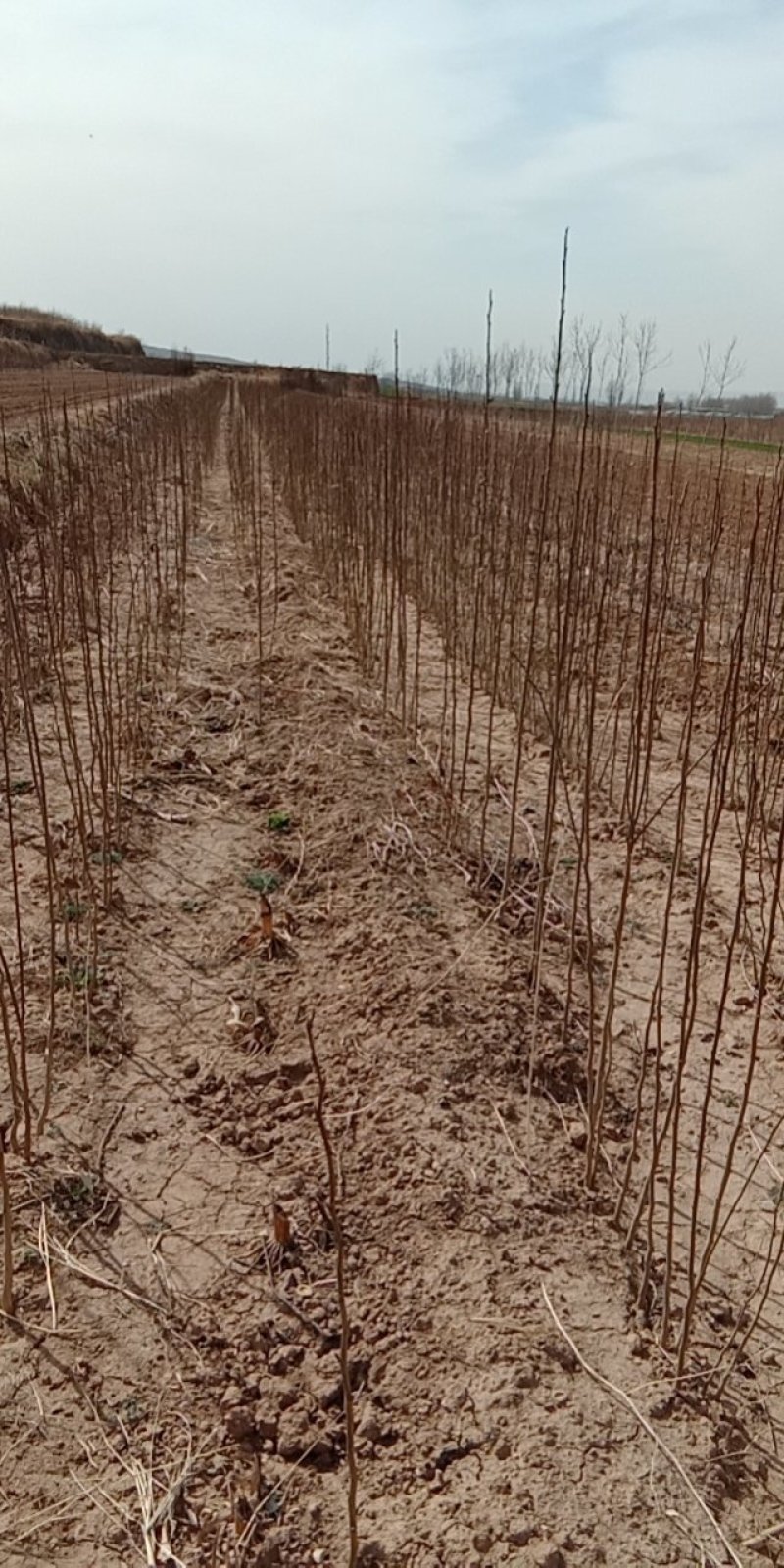 山西杜仲苗，药用杜仲苗，南北方种植基地直发，现货供应