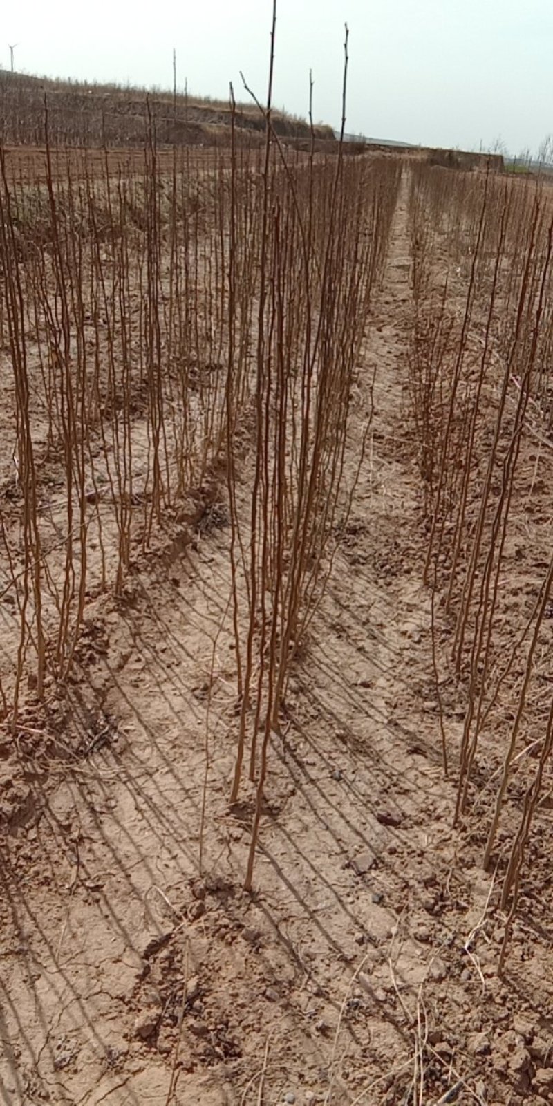 山西杜仲苗，药用杜仲苗，南北方种植基地直发，现货供应