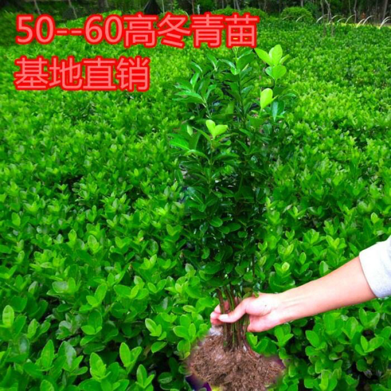 冬青苗10-20公分成活率高冬青苗