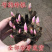 芍药苗正品包成活芍药苗芍药苗