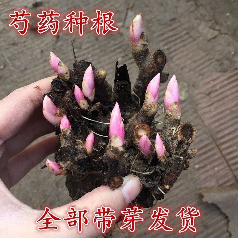 芍药苗正品包成活芍药苗芍药苗