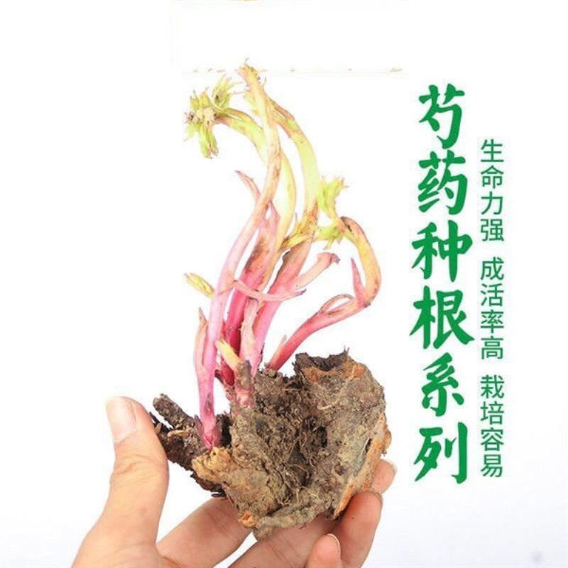 芍药苗正品包成活芍药苗芍药苗