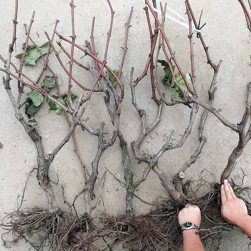 葡萄苗果树苗当年结果死苗补发