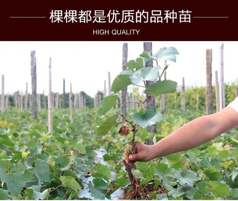 葡萄苗果树苗当年结果死苗补发