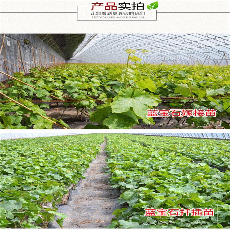 葡萄苗果树苗当年结果死苗补发