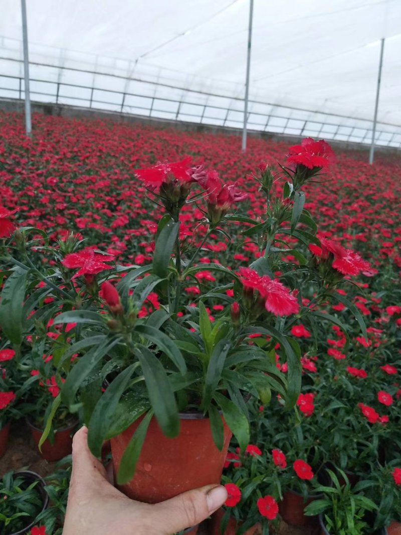 杂交石竹（美国石竹）大量上市供应各种时令盆栽