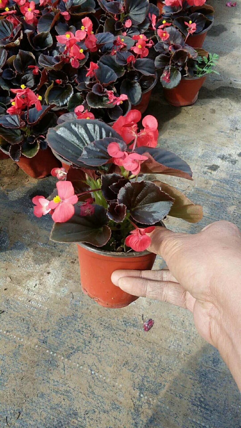 四季海棠品种齐全苗圃直发量大优惠诚信经营