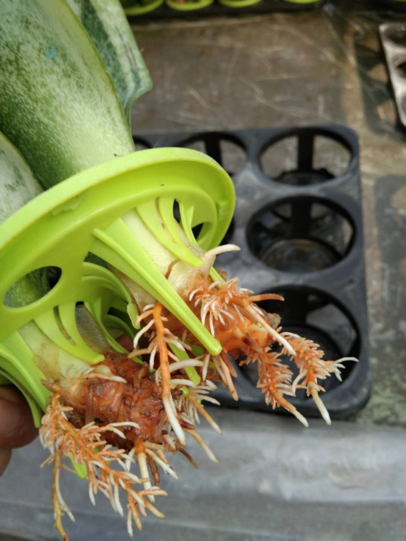 水培虎皮兰