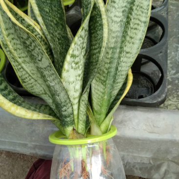 水培虎皮兰