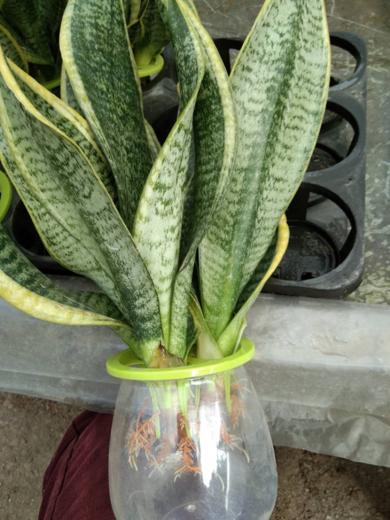 水培虎皮兰