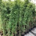 自产自销爬藤类红花木香黄花木香白花木香包邮量大优惠