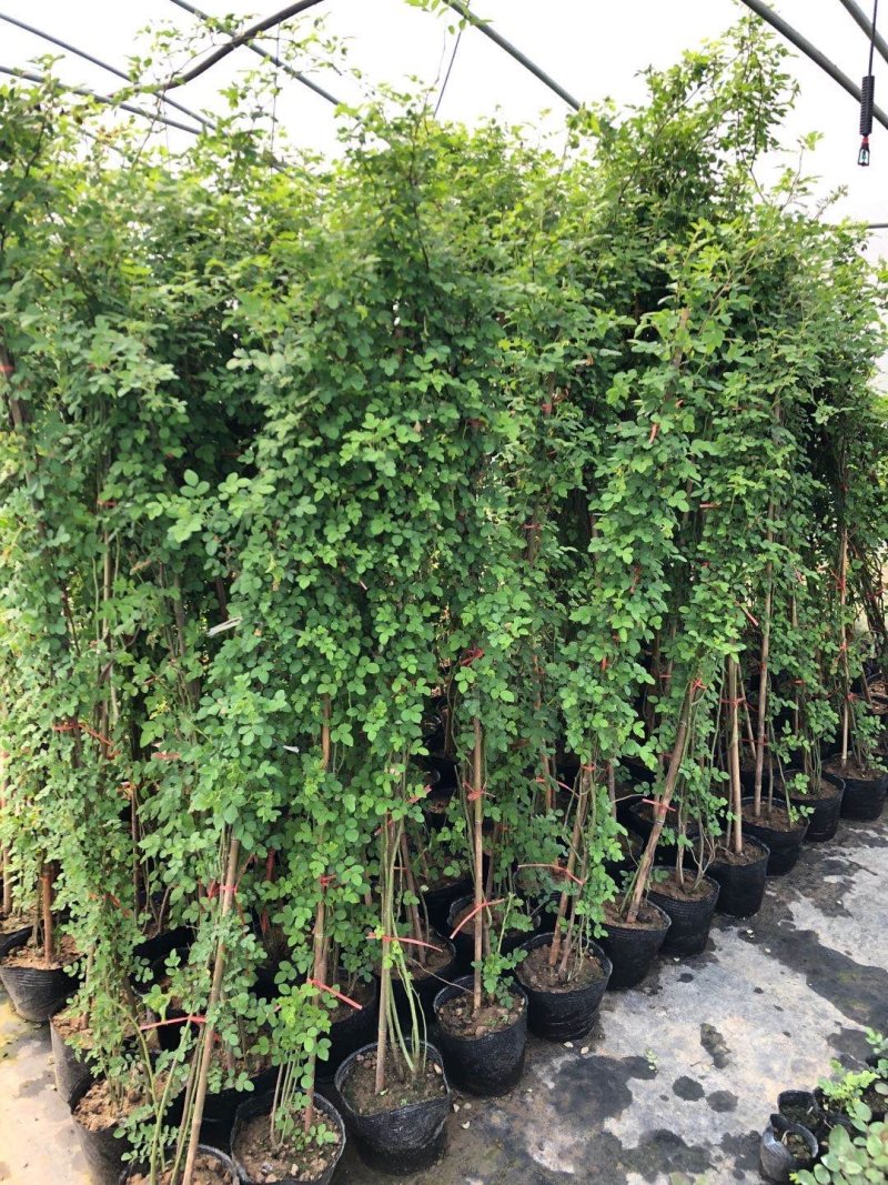 自产自销爬藤类红花木香黄花木香白花木香包邮量大优惠