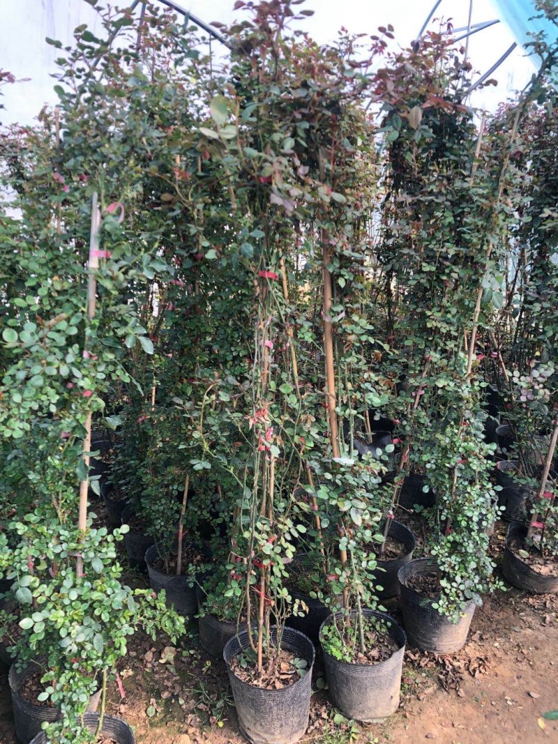 自产自销爬藤类红花木香黄花木香白花木香包邮量大优惠