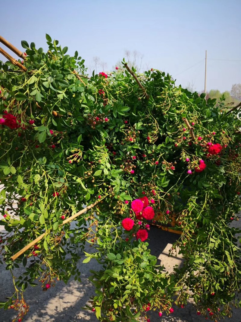 自产自销爬藤类红花木香黄花木香白花木香包邮量大优惠