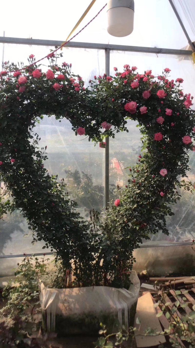 自产自销爬藤类红花木香黄花木香白花木香包邮量大优惠