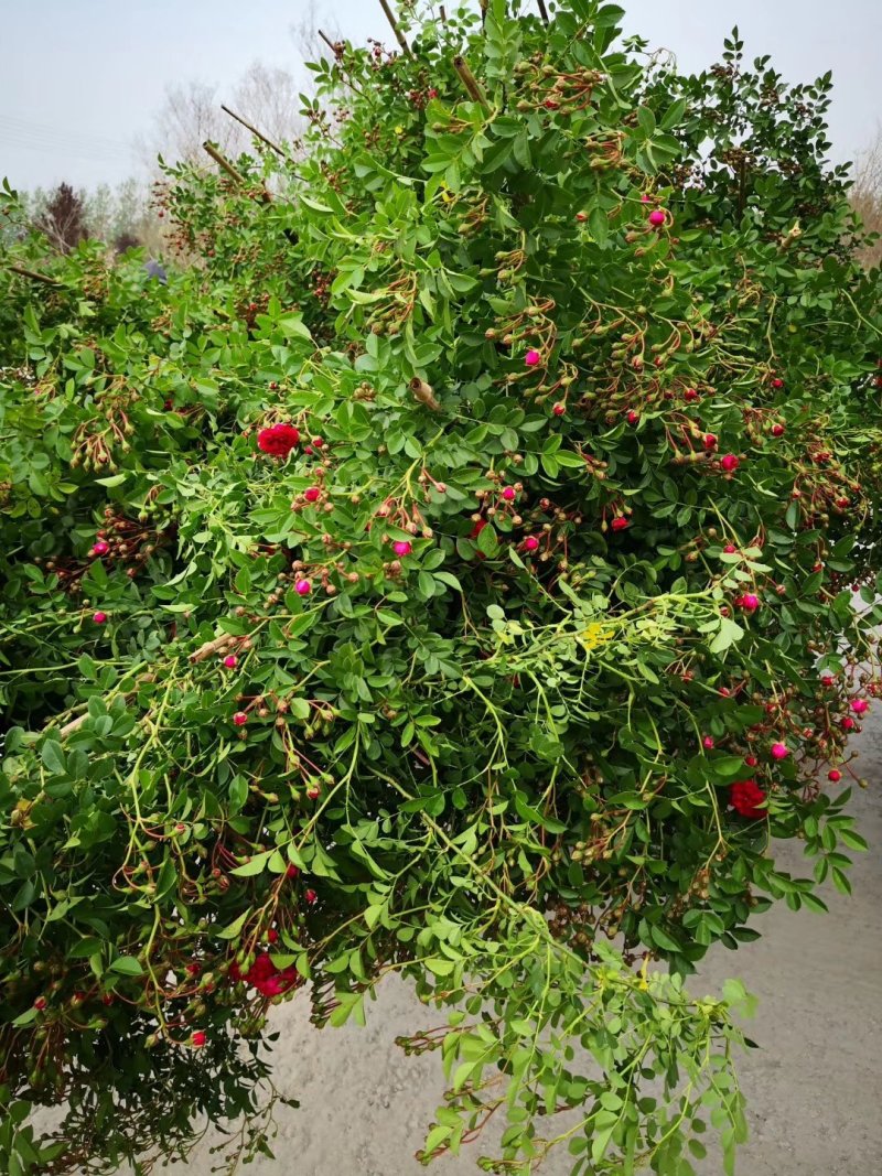 自产自销爬藤类红花木香黄花木香白花木香包邮量大优惠