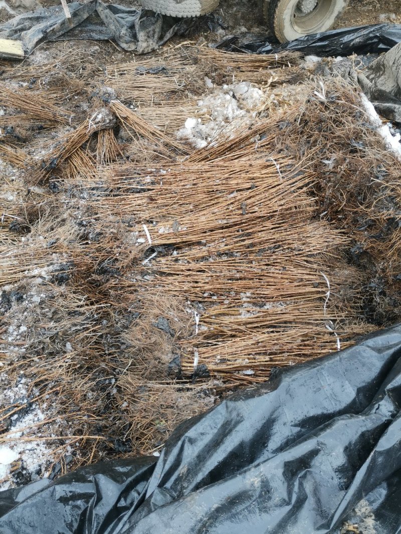 批发黑加仑种苗！产地批发！！地址黑龙江尚志