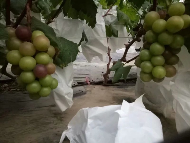 乒乓球葡萄，货源原产地！量大质优！可以常年合作！共赢！