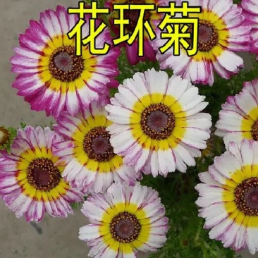 花环菊种子混色花卉种子景观绿化草花种子四季易