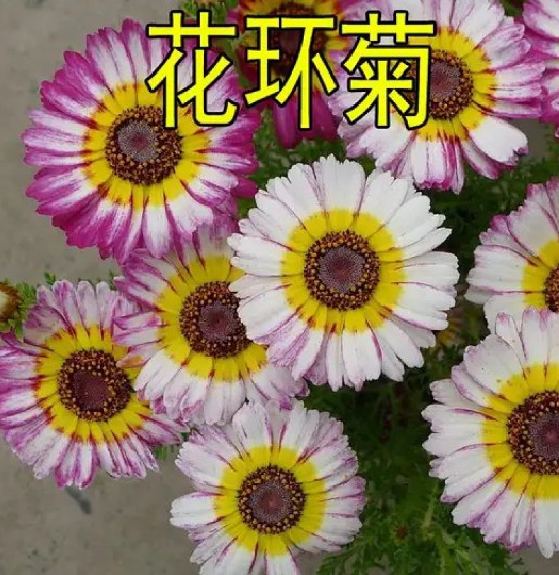 花环菊种子混色花卉种子景观绿化草花种子四季易