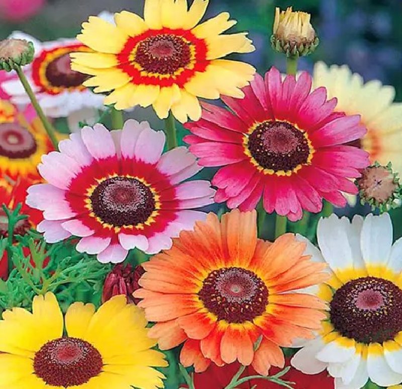花环菊种子混色花卉种子景观绿化草花种子四季易