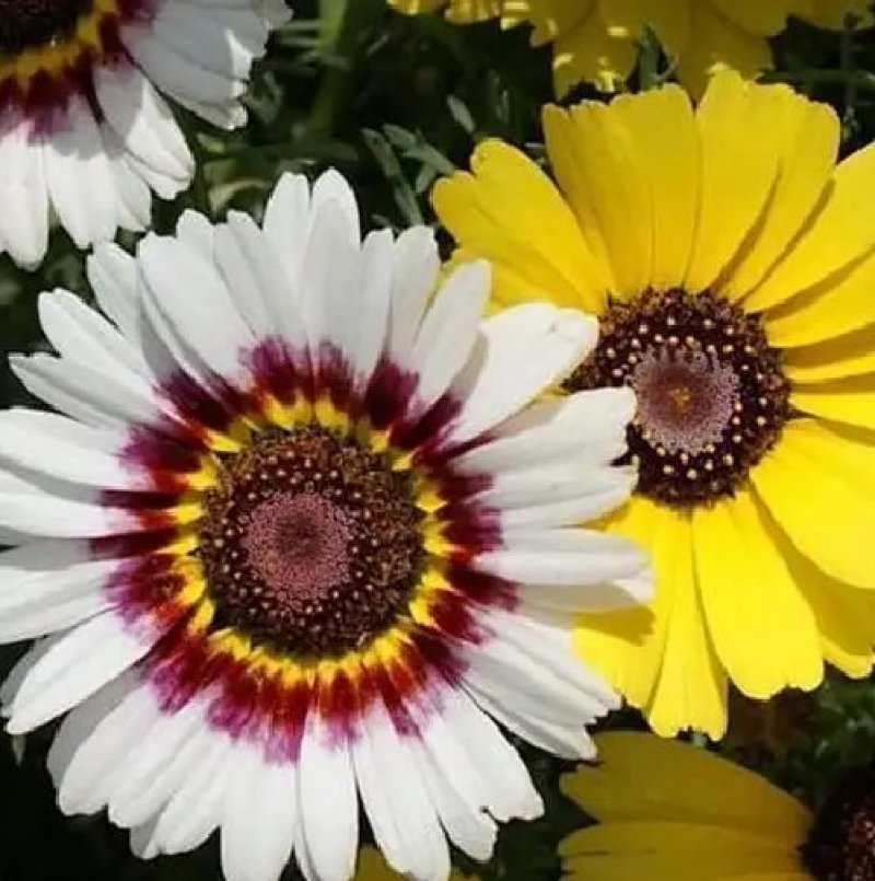 花环菊种子混色花卉种子景观绿化草花种子四季易