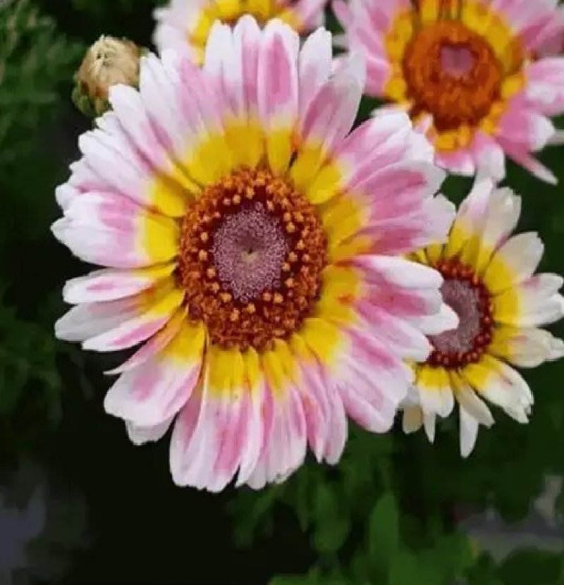 花环菊种子混色花卉种子景观绿化草花种子四季易
