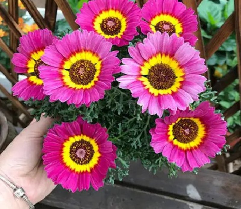 花环菊种子混色花卉种子景观绿化草花种子四季易