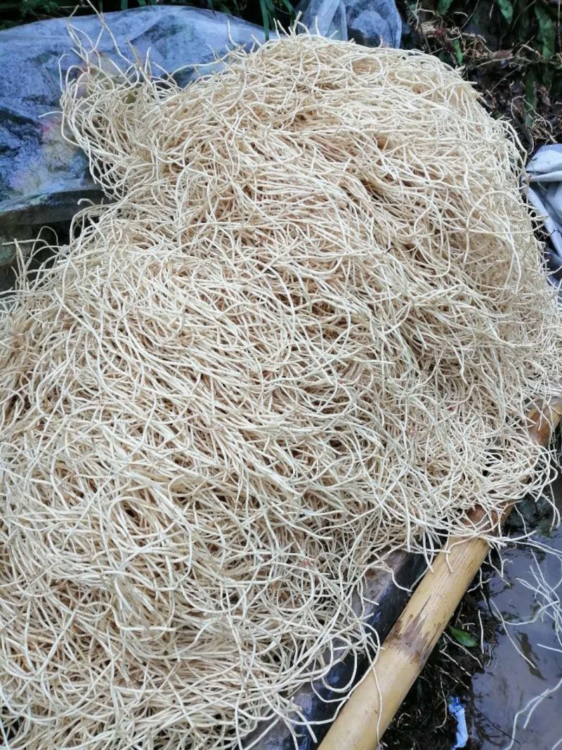 鱼腥草根