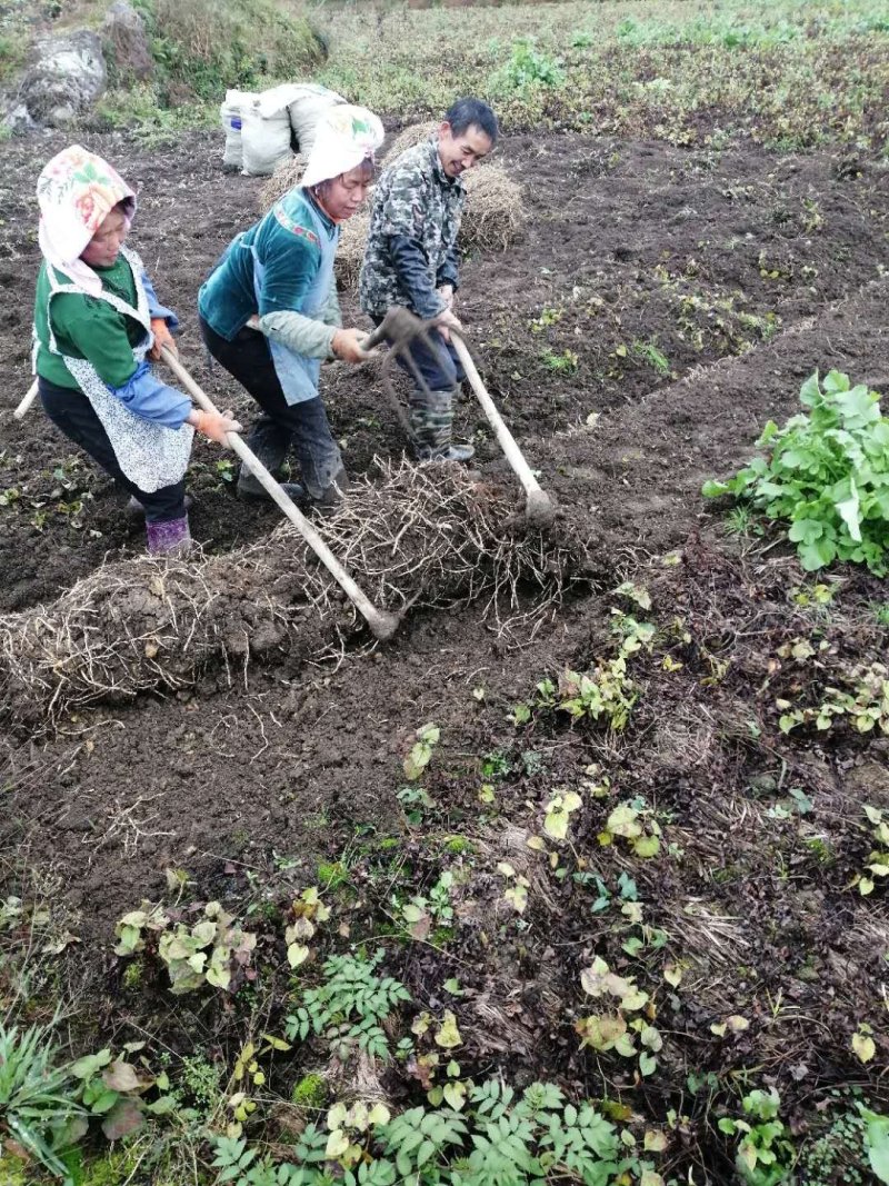 鱼腥草根