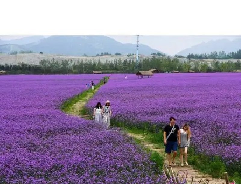 柳叶马鞭草种子多年生宿根草花花种子花海庭院绿化观花种籽花