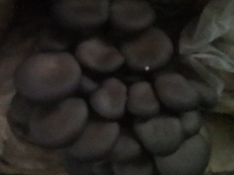 平菇出菇包。高营养高产抗病。平菇袖珍菇鸡腿菇姬菇出菇包